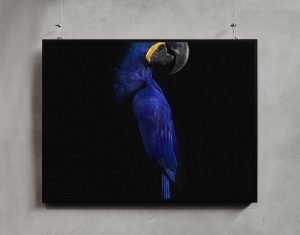 birds1