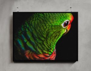 birds3