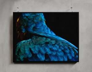 birds4