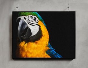 birds6