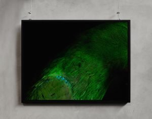 birds7