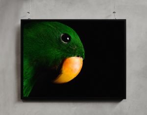 birds8